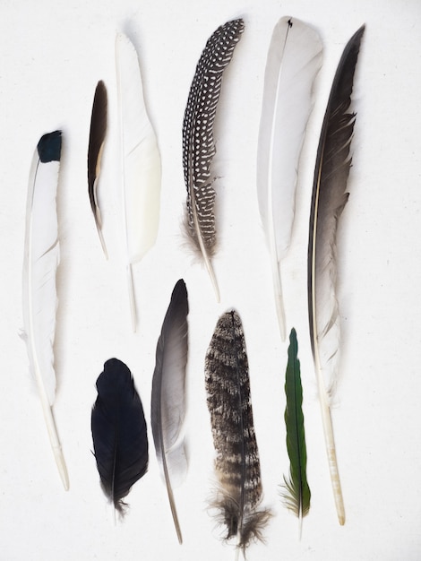 Free photo vertical shot of different feathers