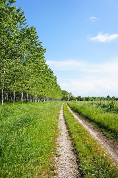 Free photo vertical shot of a dirt road with trees and grass field on the sides