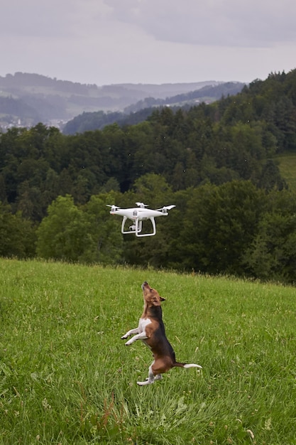 Free photo vertical shot of a dog in a meadow jumping to reach the flying drone