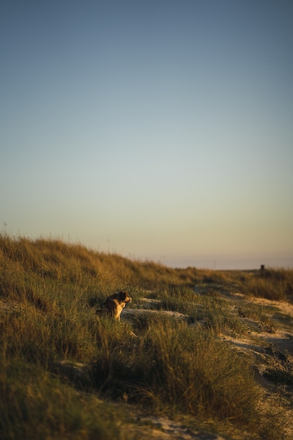 Free Photo vertical shot of a dog resting in the grass by the coast