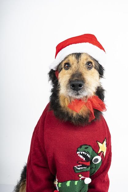 Vertical shot of a dog wearing Christmas themed clothes