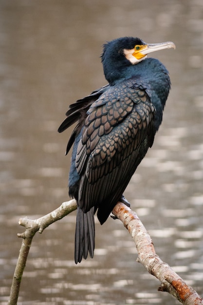 Free photo vertical shot of a double-crested cormorant with a blurred background