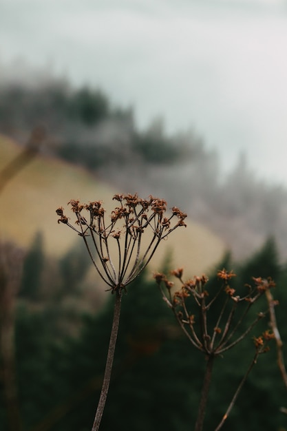 Free photo vertical shot of dried cow parsley in a field with a blurry background