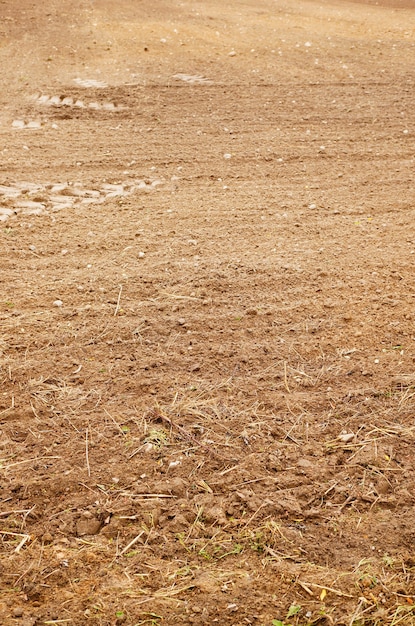 Vertical shot of the dry grass growing on soil