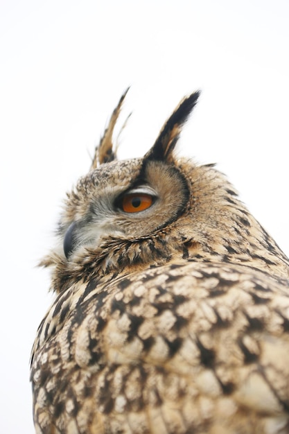 Free photo vertical shot of eagle owl