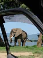 Free photo vertical shot of an elephant on an opened car door foreground in mana pools national park, zimbabwe