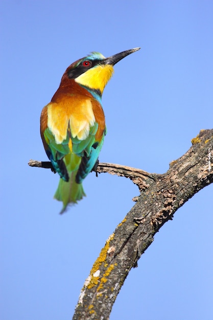 Free photo vertical shot of a european bee-eater on a tree branch under the sunlight