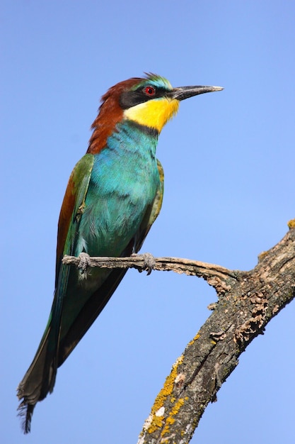 Free photo vertical shot of a european bee-eater on a tree branch under the sunlight