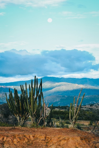 Vertical shot of exotic wild plants in the Tatacoa Desert, Colombia