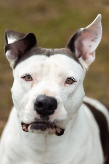 Vertical shot of the face of a Dogo Argentino with black and white patterns