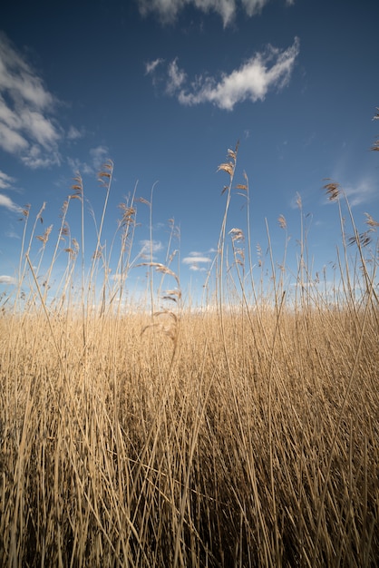 Vertical shot of a field of dry tall yellow grass with the bright calm sky in the background