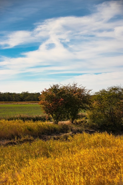 Vertical shot of a field with trees and a blue sky