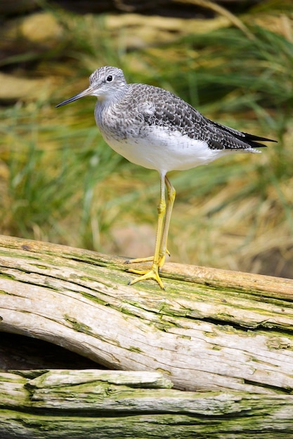 Free Photo vertical shot of a fifi bird perched on a wood log