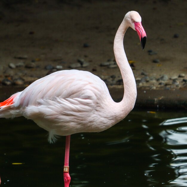 Vertical shot of a flamingo standing on a lake