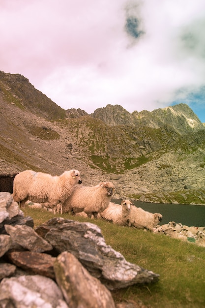 Vertical shot of a flock of sheep grazing near the lake