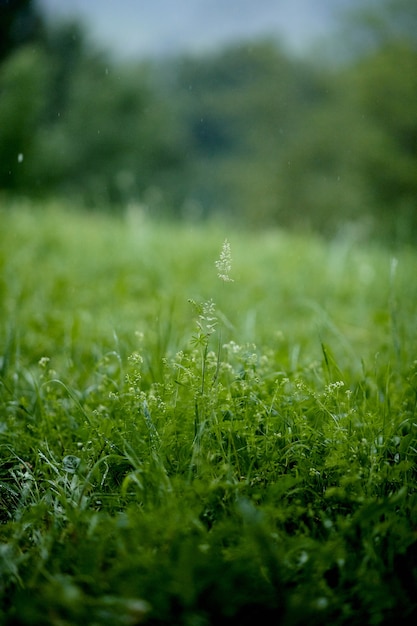 Free photo vertical shot of flowers on green grass