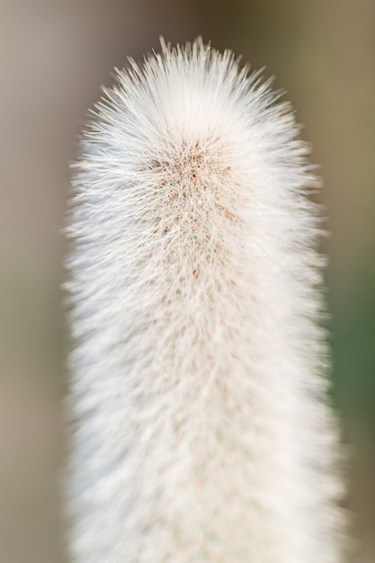 Vertical shot of a fluffy flower