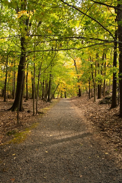 Free photo vertical shot of footpath along with autumn trees in the forest