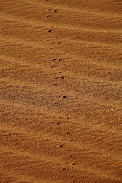 Free photo vertical shot of footprints on sand dunes in xijiang, china