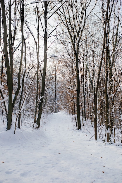 Free photo vertical shot of a forest on a mountain covered in snow during winter