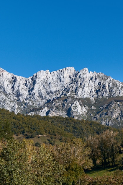 Vertical shot of a forest near rocky mountai