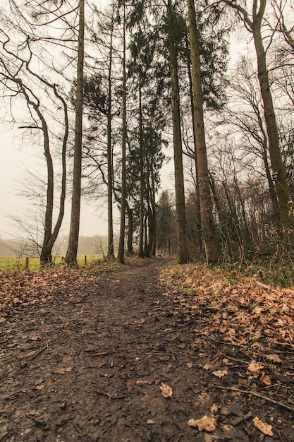 Vertical shot of a forest pathway with a gloomy sky