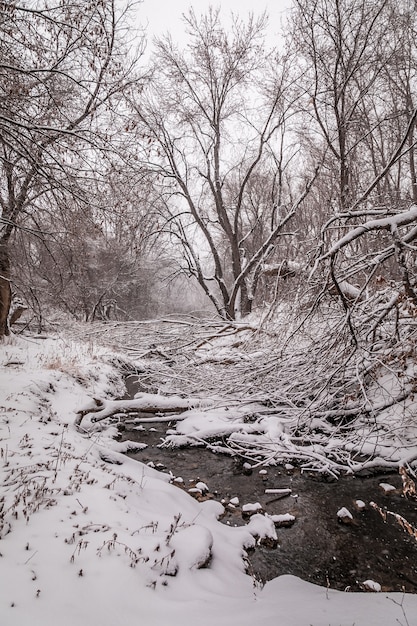 Free photo vertical shot of forest and river covered with white snow during winter