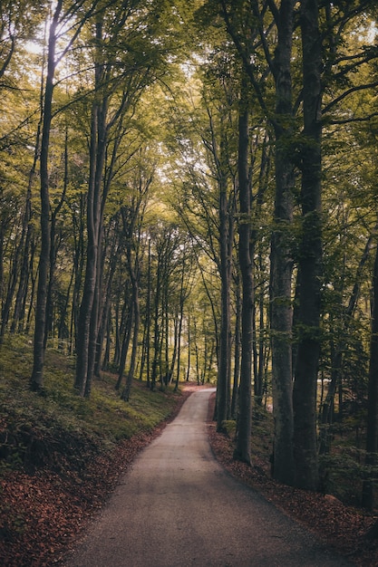 Free Photo vertical shot of a forest trail surrounded by green high trees