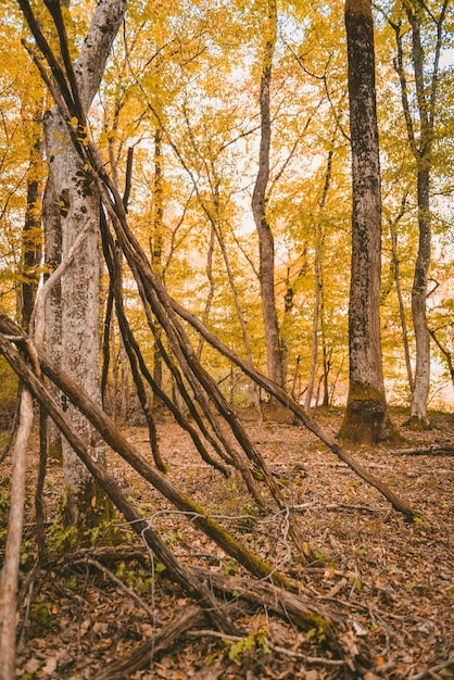 Vertical shot of a forest with tall yellow-leafed trees during daytime