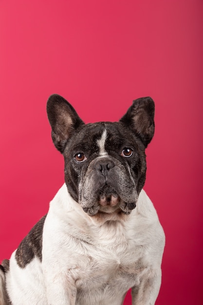 Free Photo vertical shot of a french bulldog on red looking at the camera