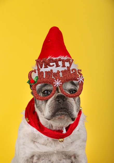 Free photo vertical shot of a french bulldog with red glasses, a christmas hat and a red collar