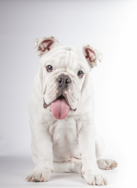 Free Photo vertical shot of a funny english bulldog puppy sitting on white wall