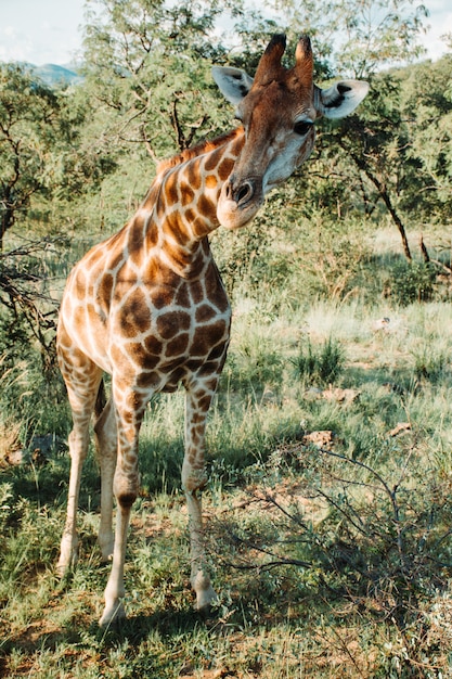 Vertical shot of a giraffe near trees and plants on a sunny day