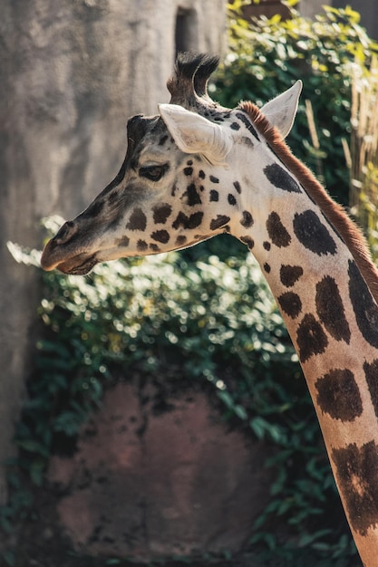 Vertical shot of a giraffe's head on the zoo