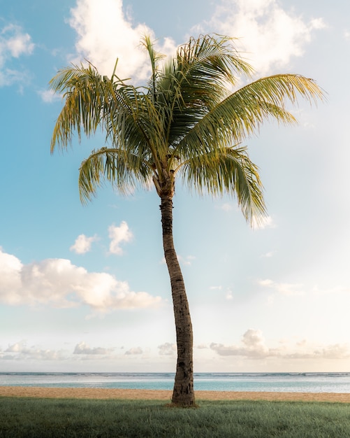 Vertical shot of a gorgeous palm at the edge of the sea under the bright sunny sky