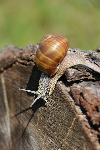 Free Photo vertical shot of a grape snail along the log