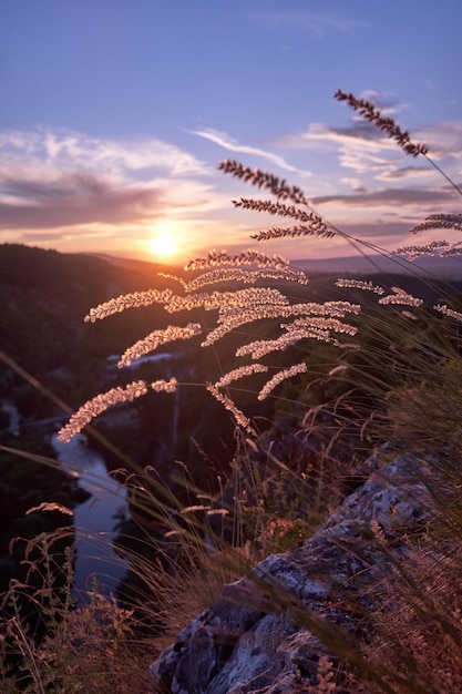 Vertical shot of the grass growing on hills during a beautiful sunrise in the morning