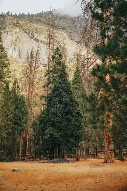 Vertical shot of grasses with tall trees and a rocky mountain