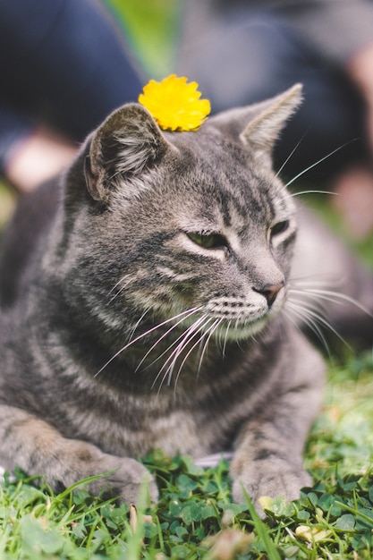 Free photo vertical shot of a gray cat laying on the grass with a yellow flower on its head