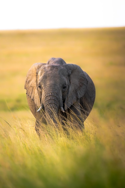 Free photo vertical shot of a gray elephant on a meadow