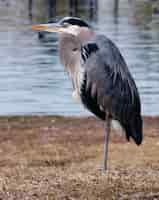 Free photo vertical shot of a gray heron