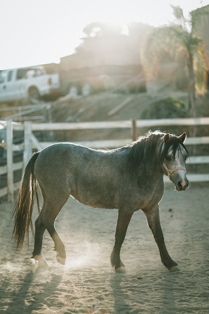 Free Photo vertical shot of a gray horse wearing a harness walking on a sandy ground