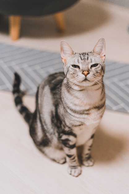 Free photo vertical shot of a gray tabby cat sitting on a white surface with a sleepy face