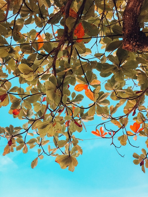 Free photo vertical shot of green and brown leaves of a tree in brazil with a blue sky in the background