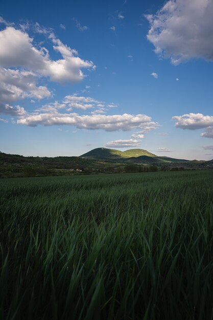 Vertical shot of the green grass in the field in the countryside under the cloudy sky