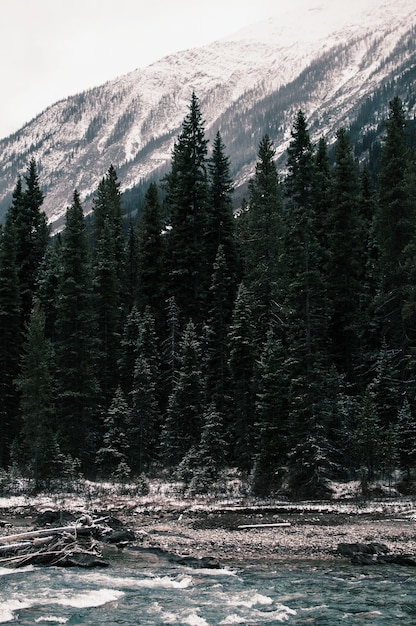 Free photo vertical shot of the green pine trees near the river under the snowy mountains