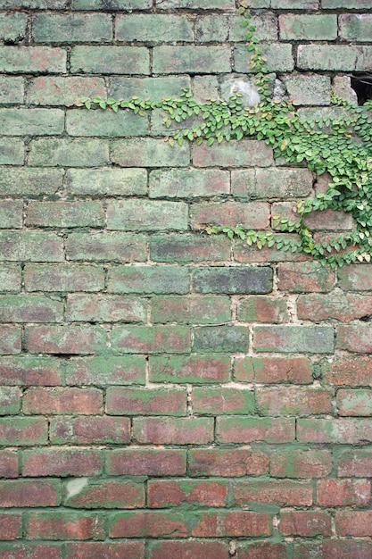 Vertical shot of green plants growing on an old rusty cobblestone wall