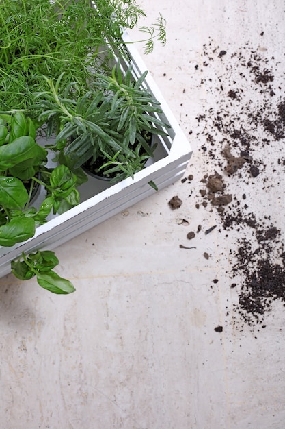 Free photo vertical shot of the green plants next to the soil