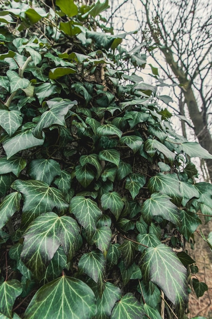 Free photo vertical shot of green vine plants attached in the trunk of the tree