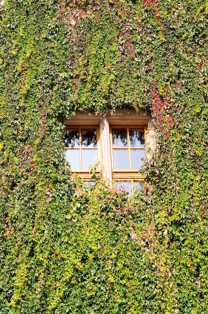 Vertical shot of green vine plants covering the wall and the glass window